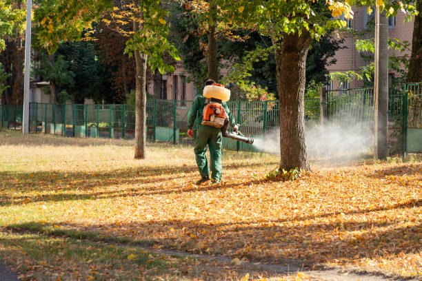 Best Termite Control Services  in Crestline, CA